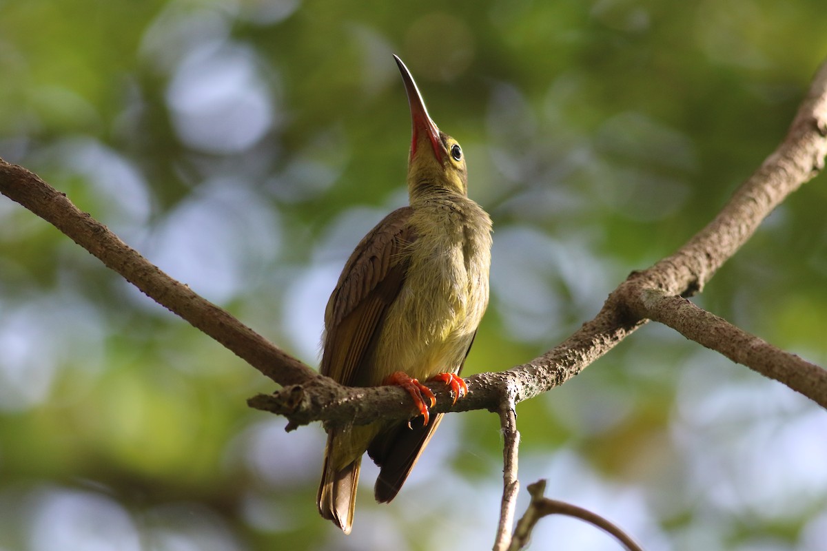 Spectacled Spiderhunter - ML130636581