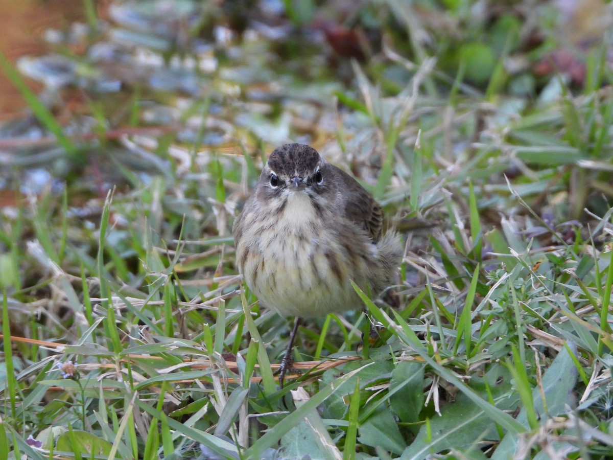 Palm Warbler - ML130637561