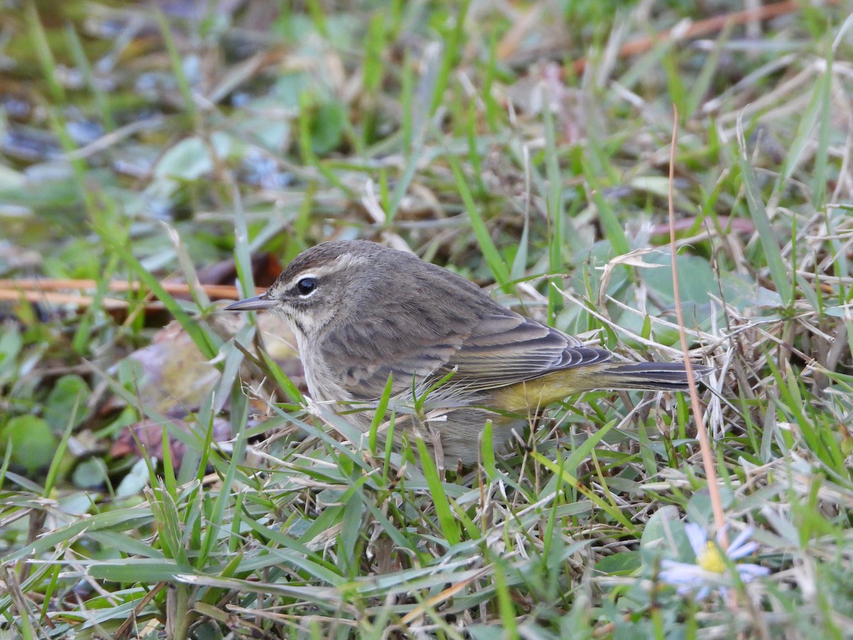 Palm Warbler - ML130637581