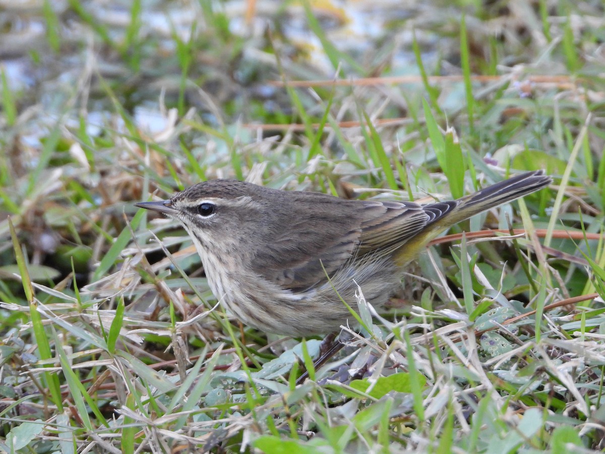 Palm Warbler - ML130637601