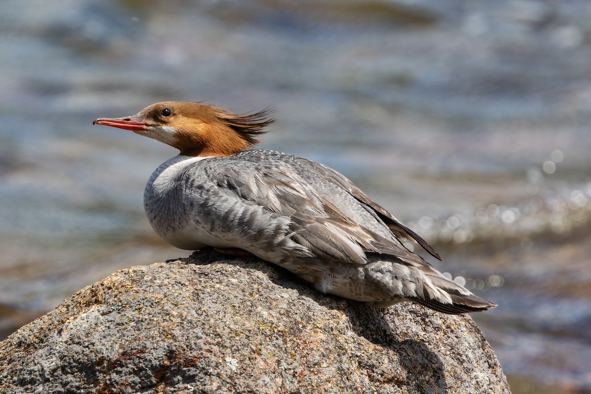 Common Merganser - ML130637831