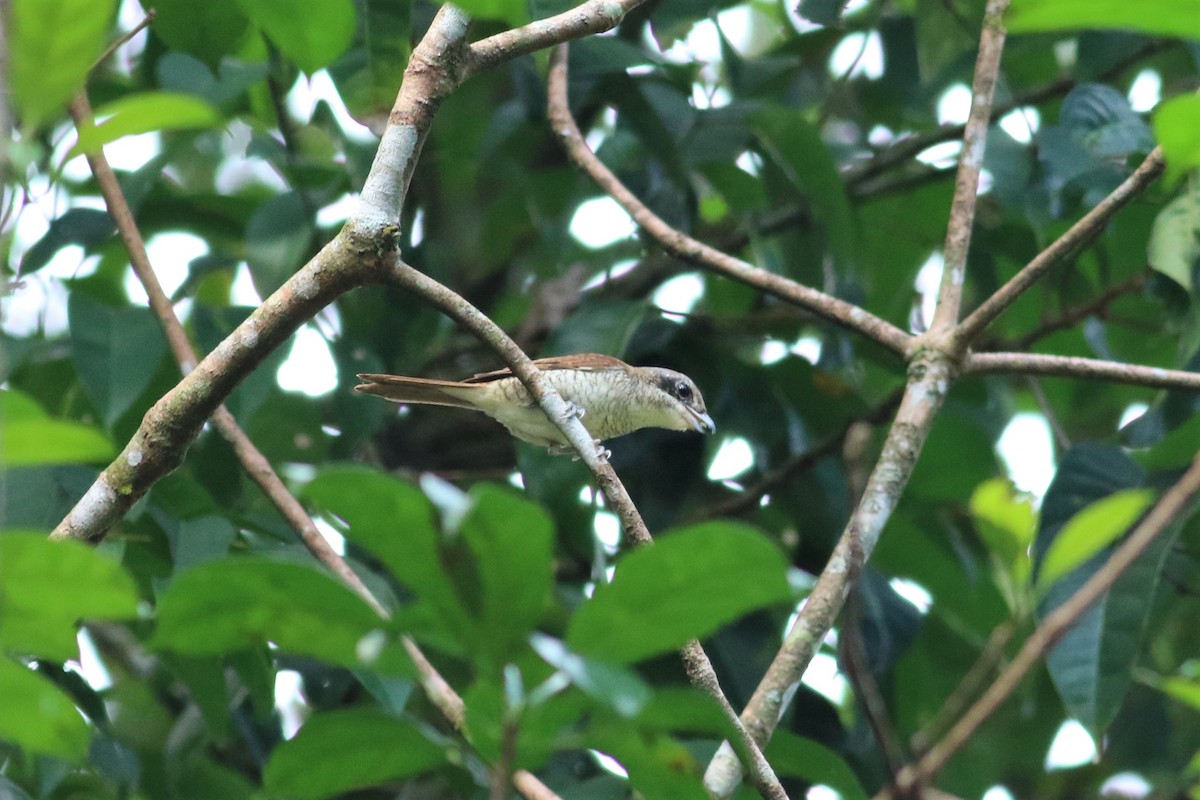 Tiger Shrike - ML130638371