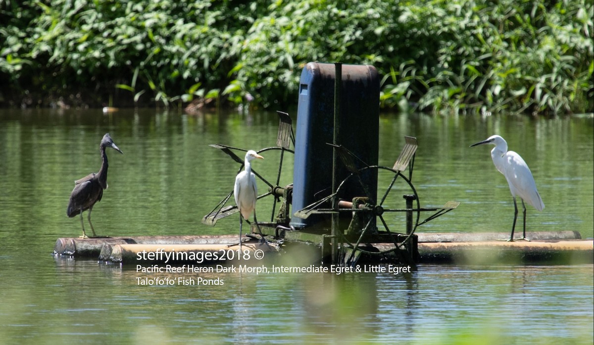 Medium Egret - ML130638741