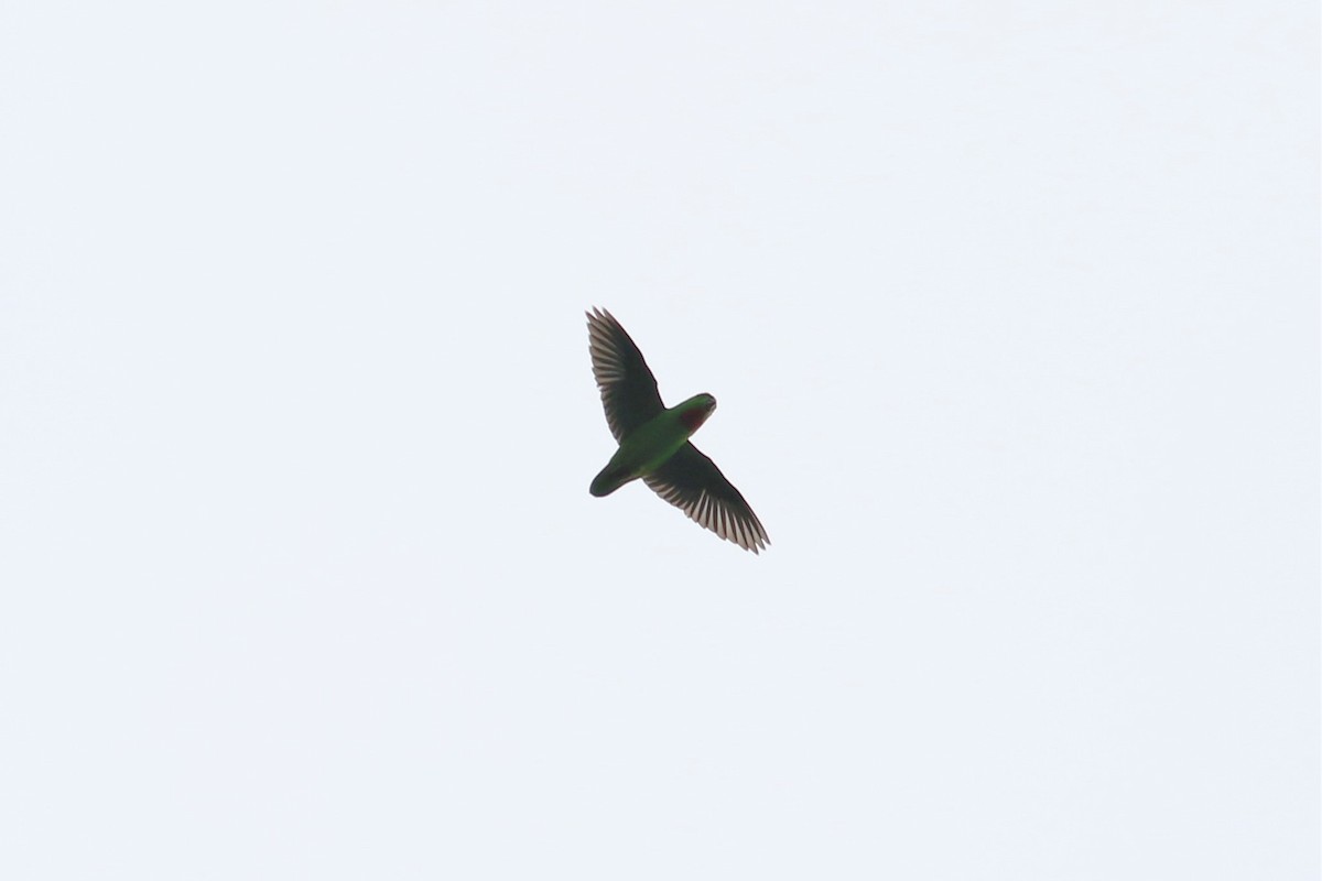 Blue-crowned Hanging-Parrot - ML130638811