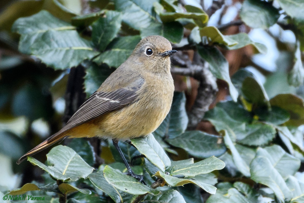 Black Redstart - ML130638871