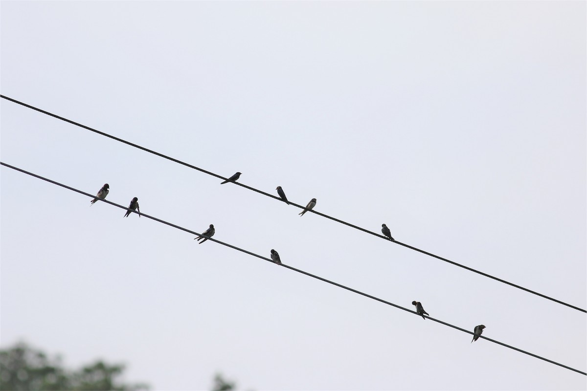 Barn Swallow - ML130639311