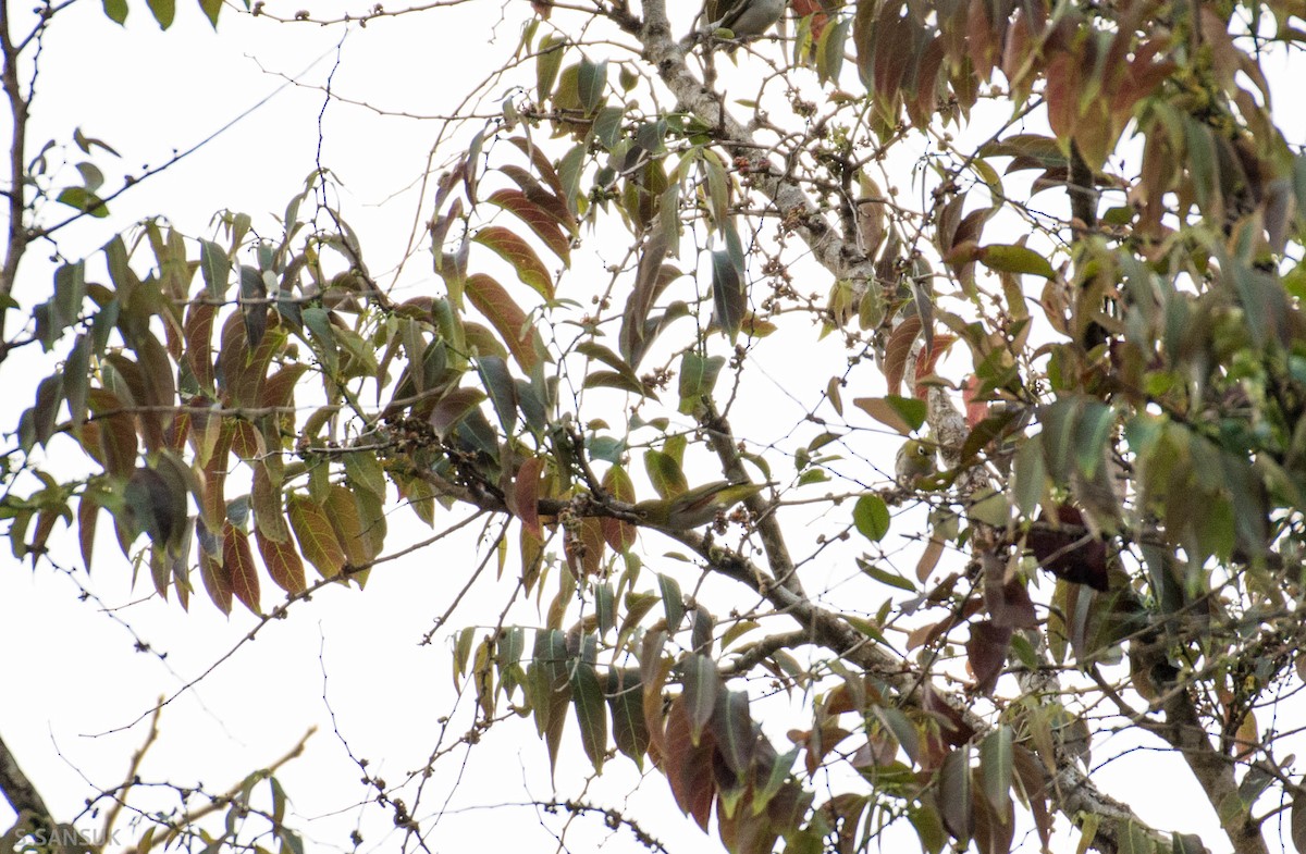 Rostflanken-Brillenvogel - ML130639391