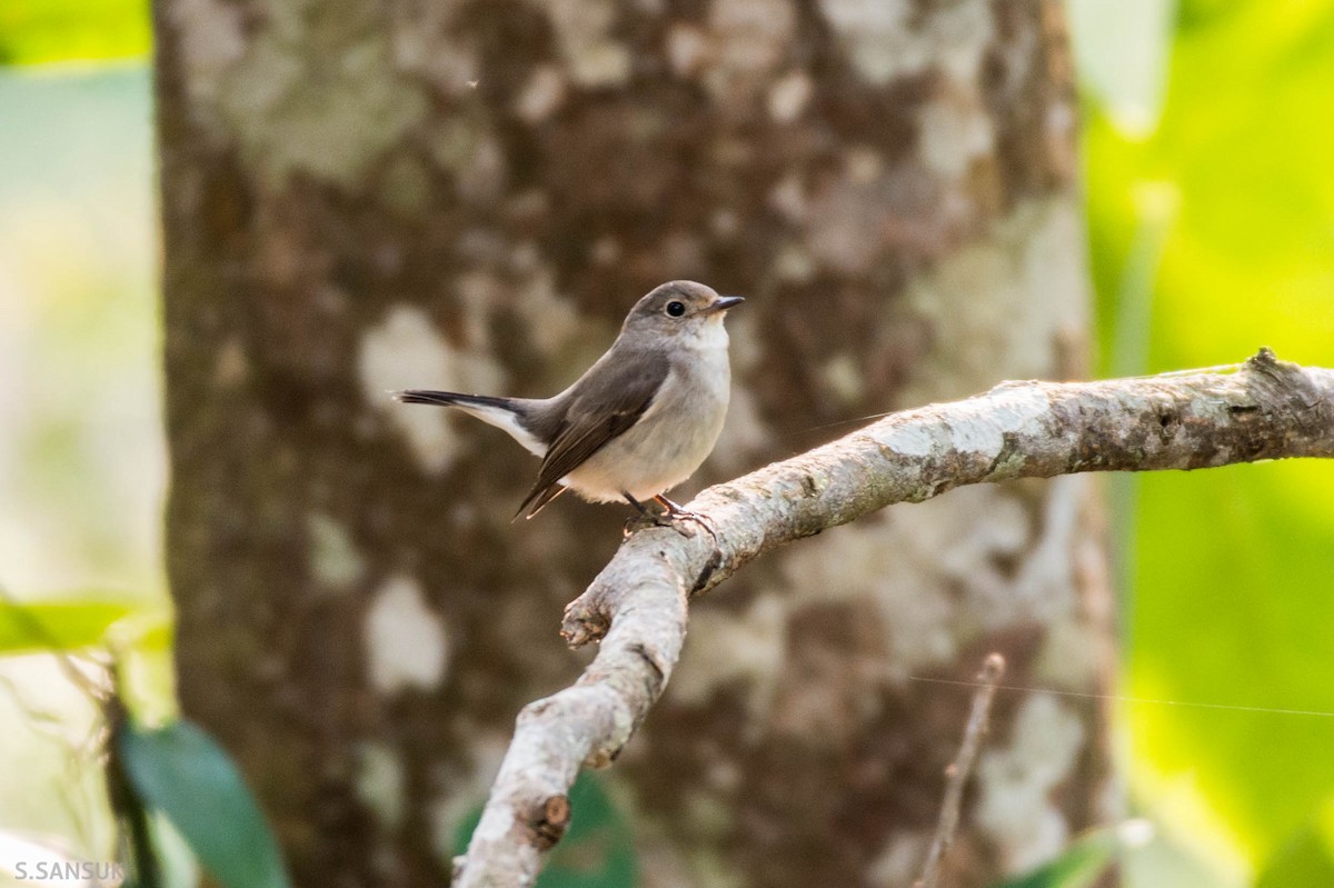 Taiga Flycatcher - ML130639461