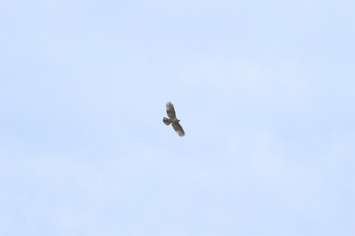 Oriental Honey-buzzard - ML130639541