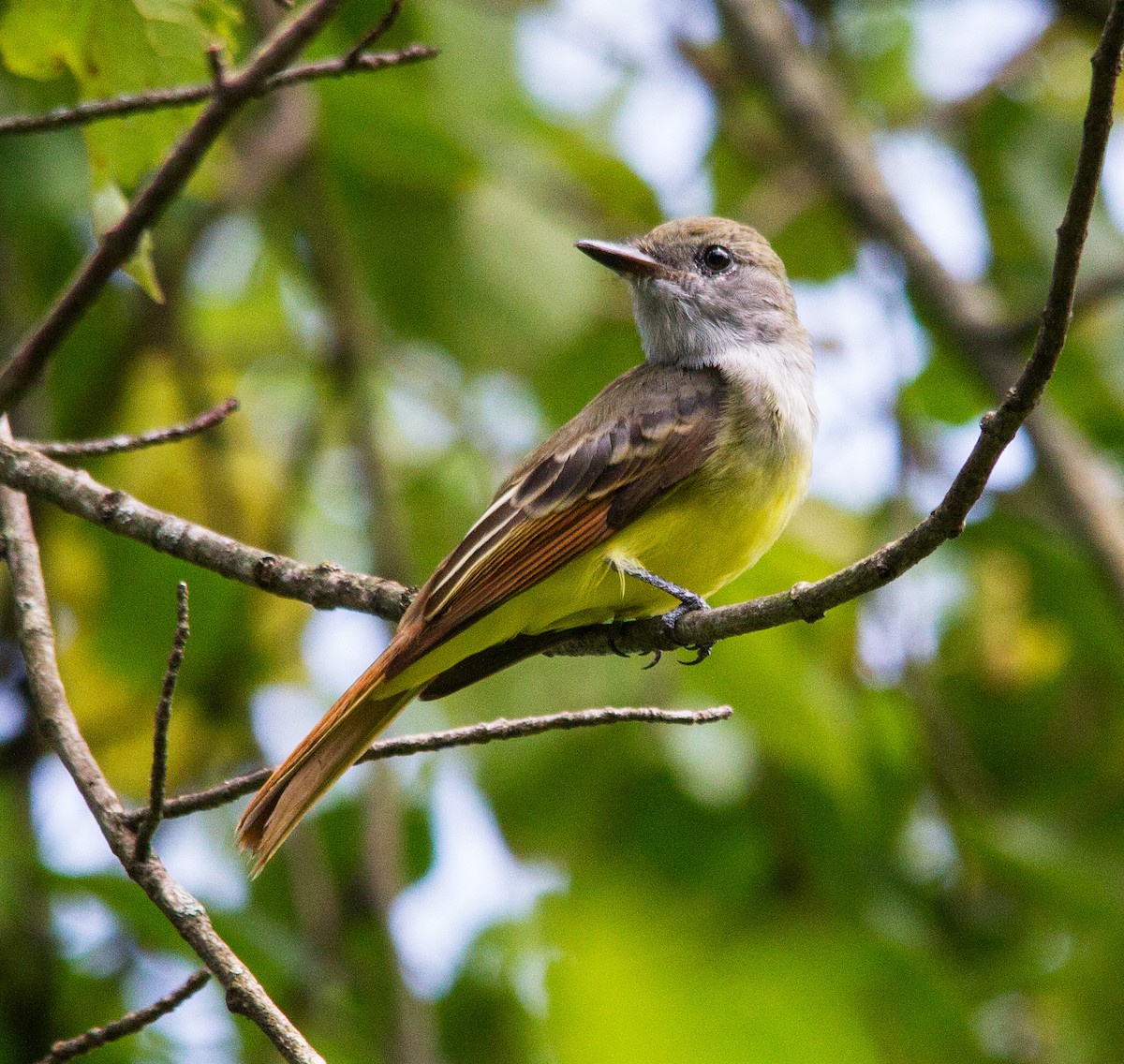 Great Crested Flycatcher - ML130640711