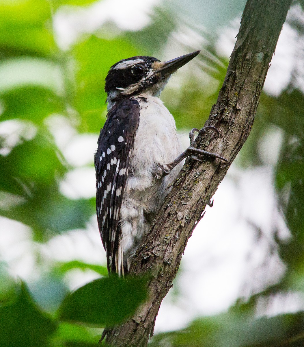 Hairy Woodpecker - ML130640751