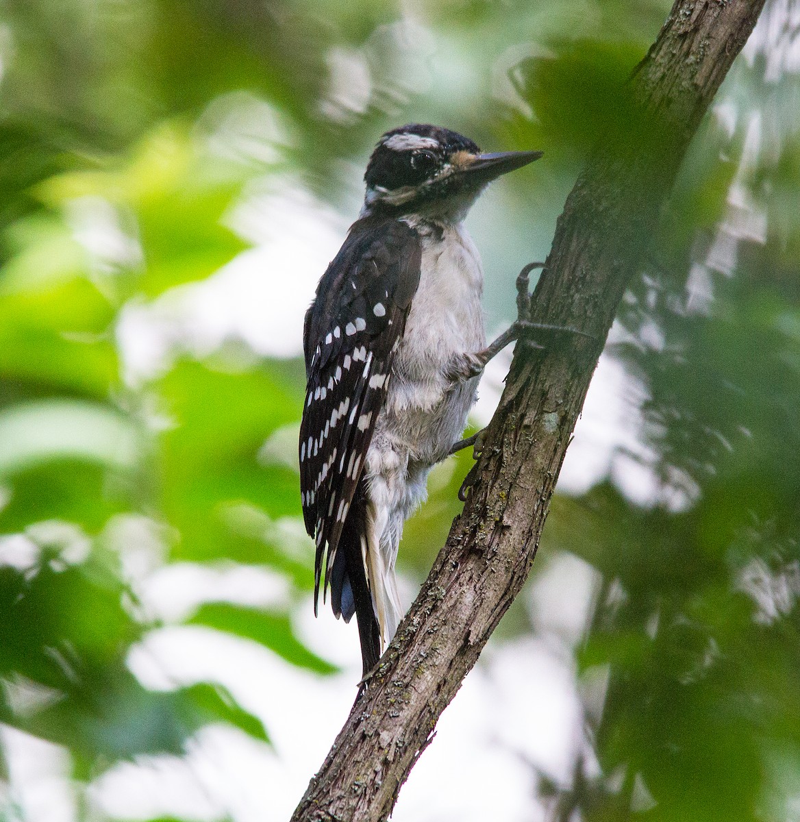 Hairy Woodpecker - ML130640771