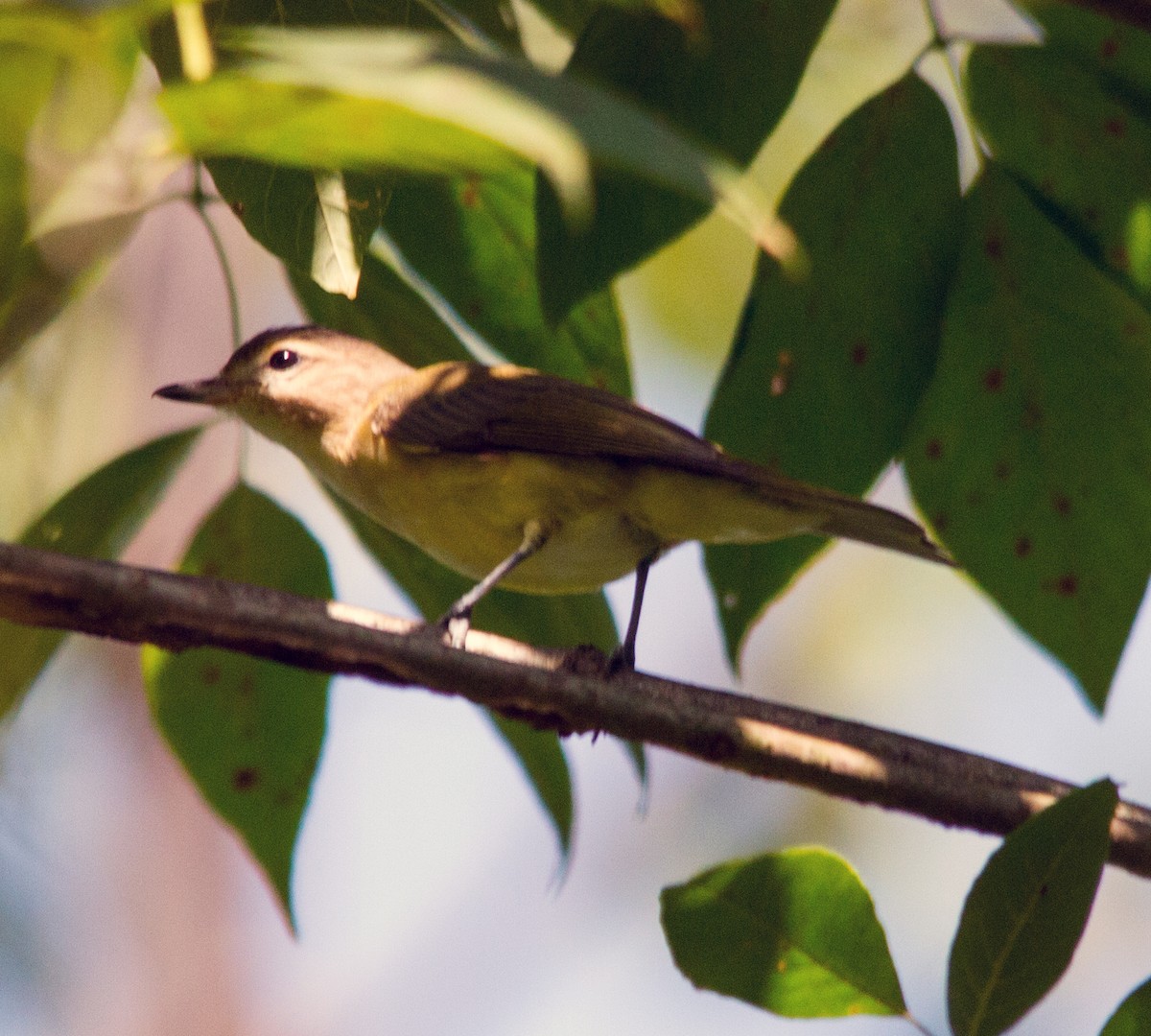 Warbling Vireo - ML130640791