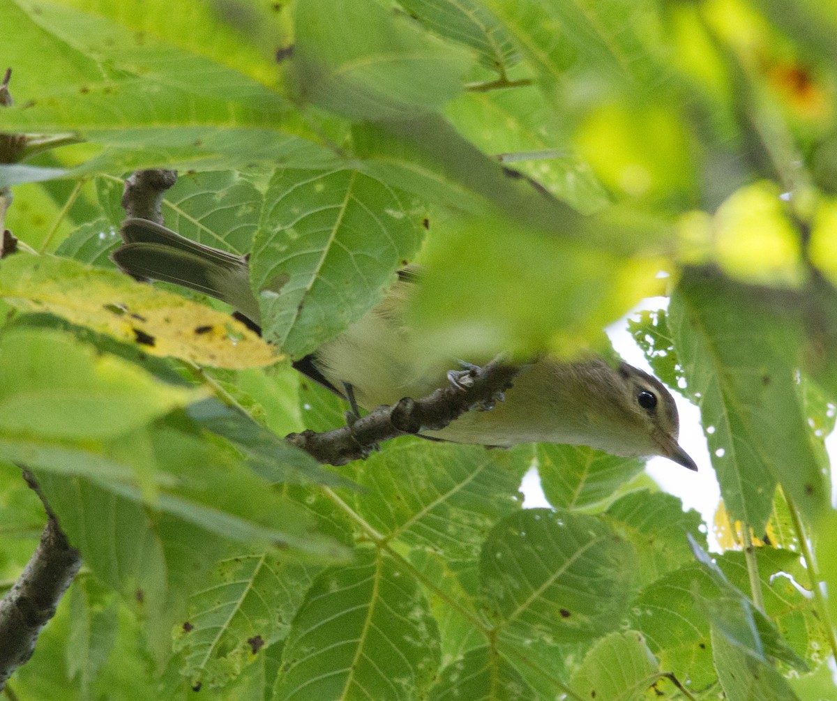 Warbling Vireo - ML130640801