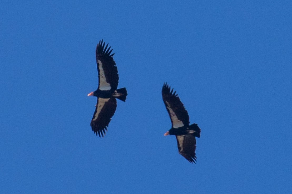 California Condor - ML130641471