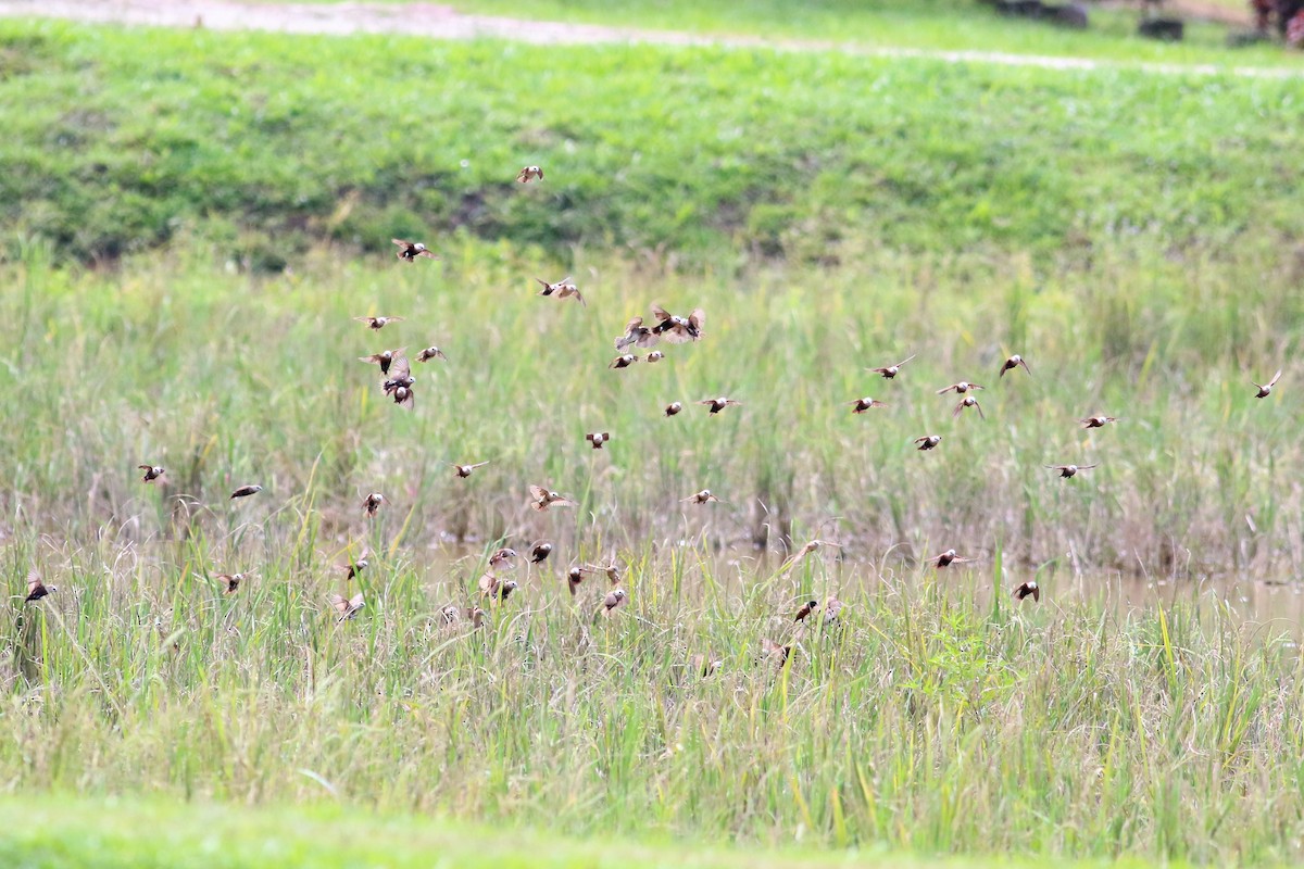 White-headed Munia - ML130641811