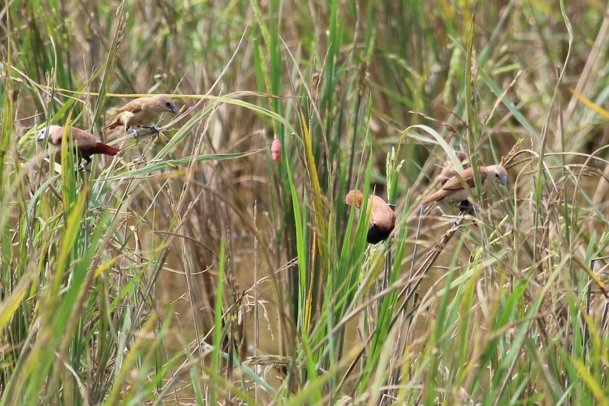 Chestnut Munia - ML130642231