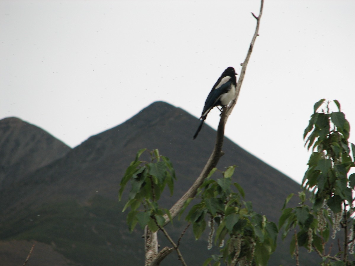 Black-rumped Magpie - Luce Chamard