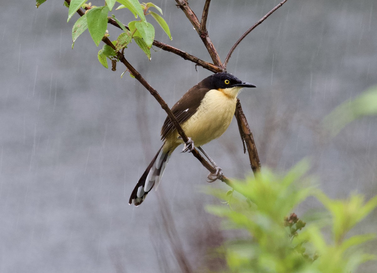 Black-capped Donacobius - Lance Runion 🦤