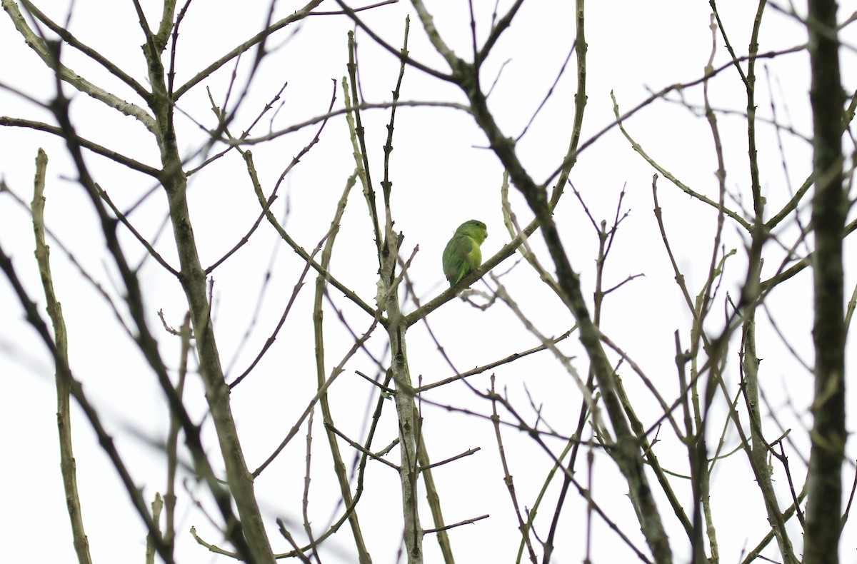 Cobalt-rumped Parrotlet - Lance Runion 🦤