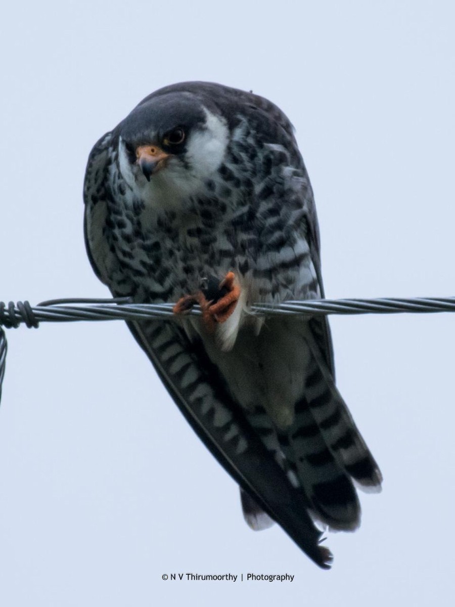 Amur Falcon - ML130644111