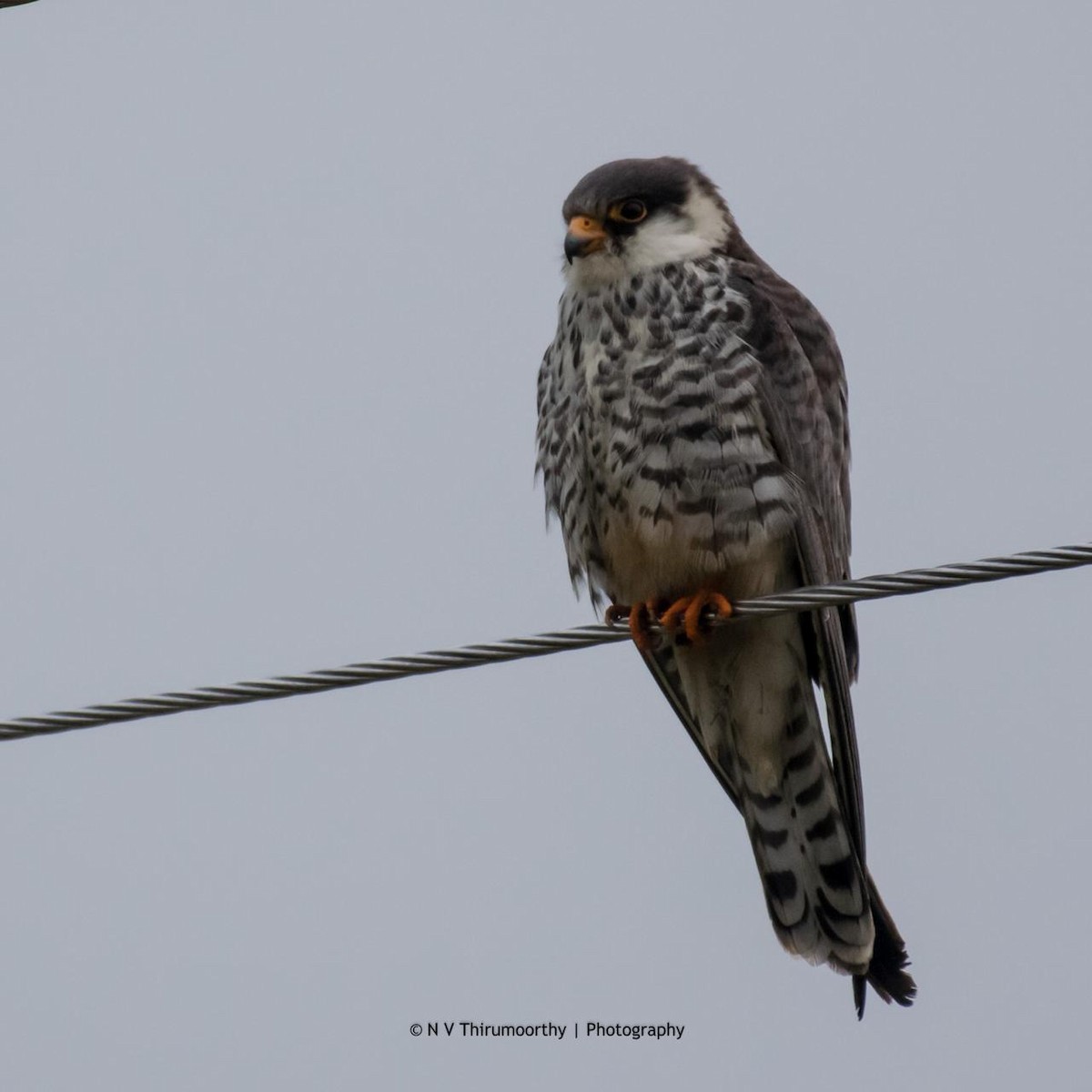 Amur Falcon - ML130644121