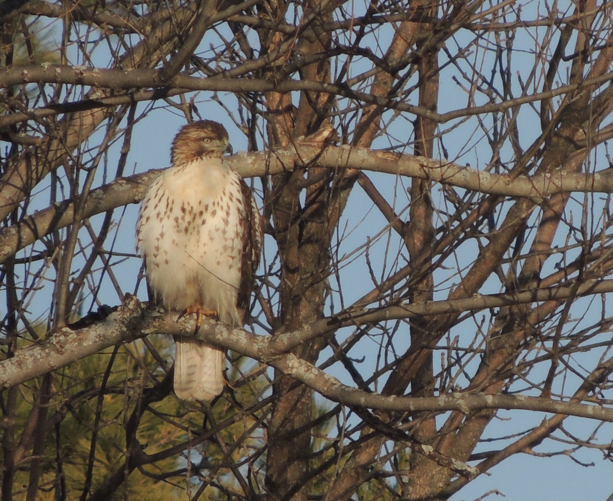 Red-tailed Hawk - ML130645351