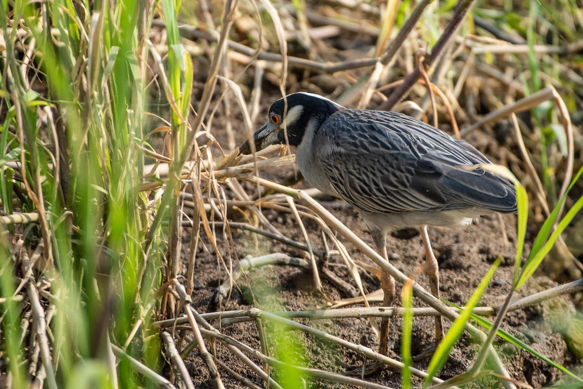 Yellow-crowned Night Heron - ML130645981