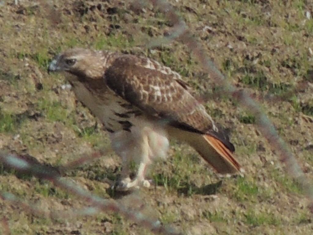 Red-tailed Hawk - ML130646631