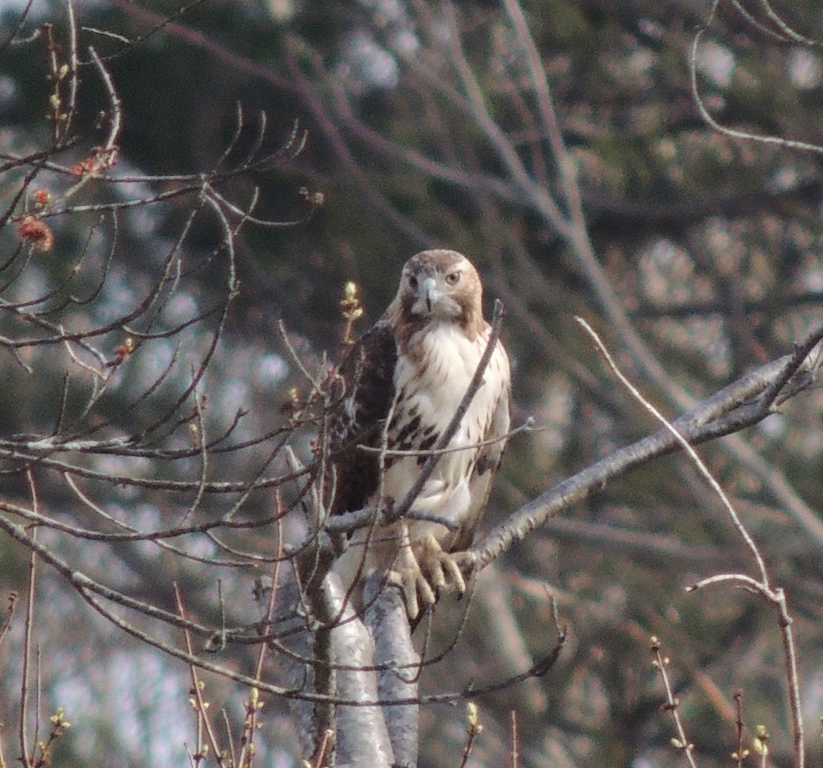 Red-tailed Hawk - ML130646641