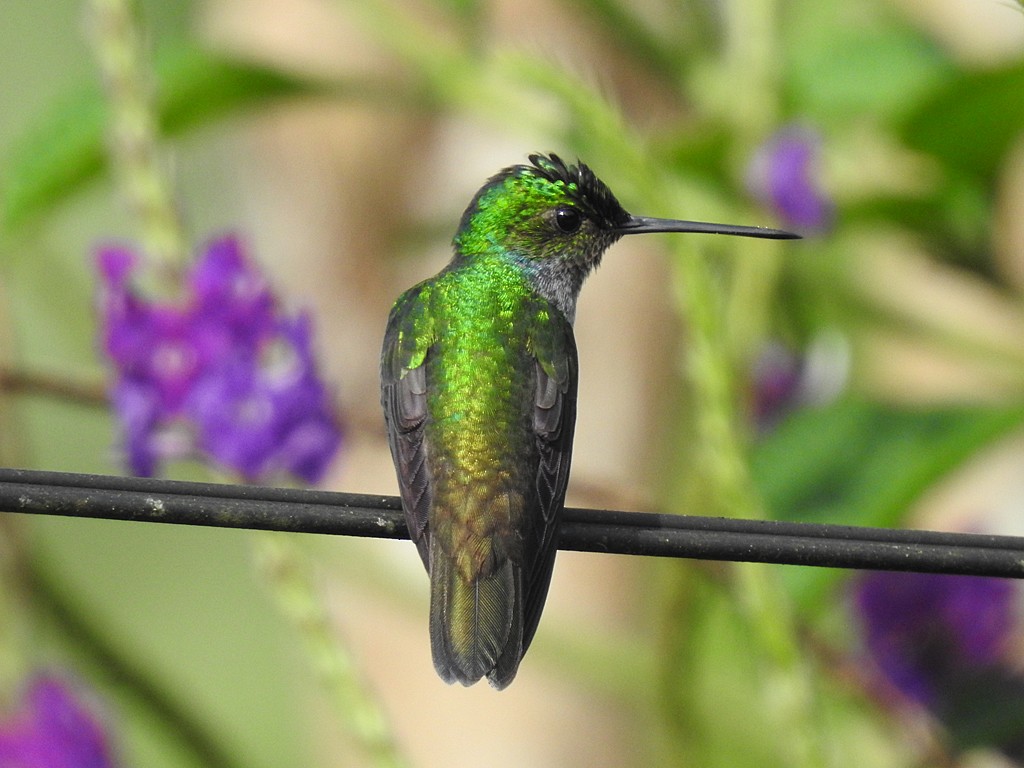 Charming Hummingbird - ML130646661