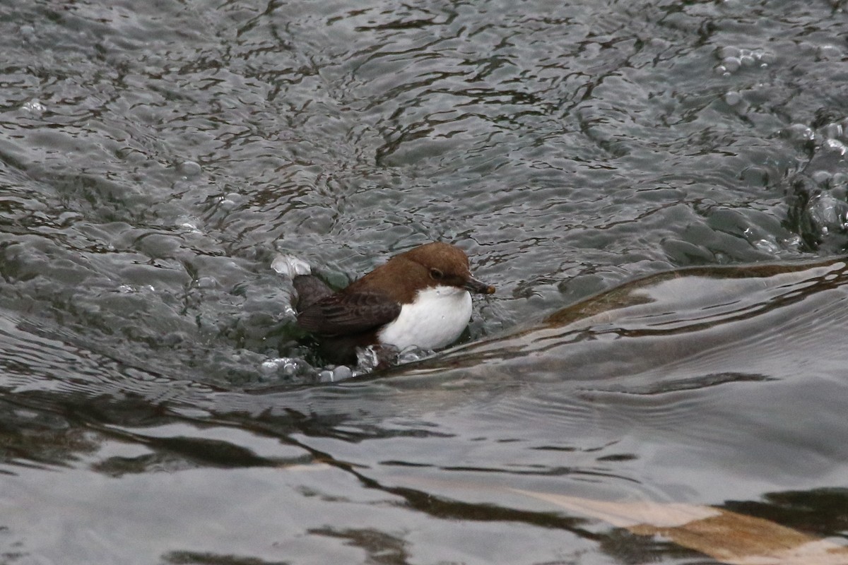 White-throated Dipper - ML130646861