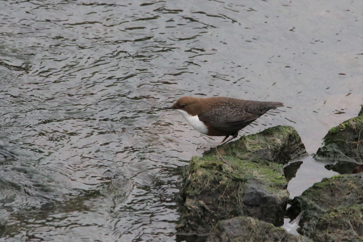 White-throated Dipper - ML130646911