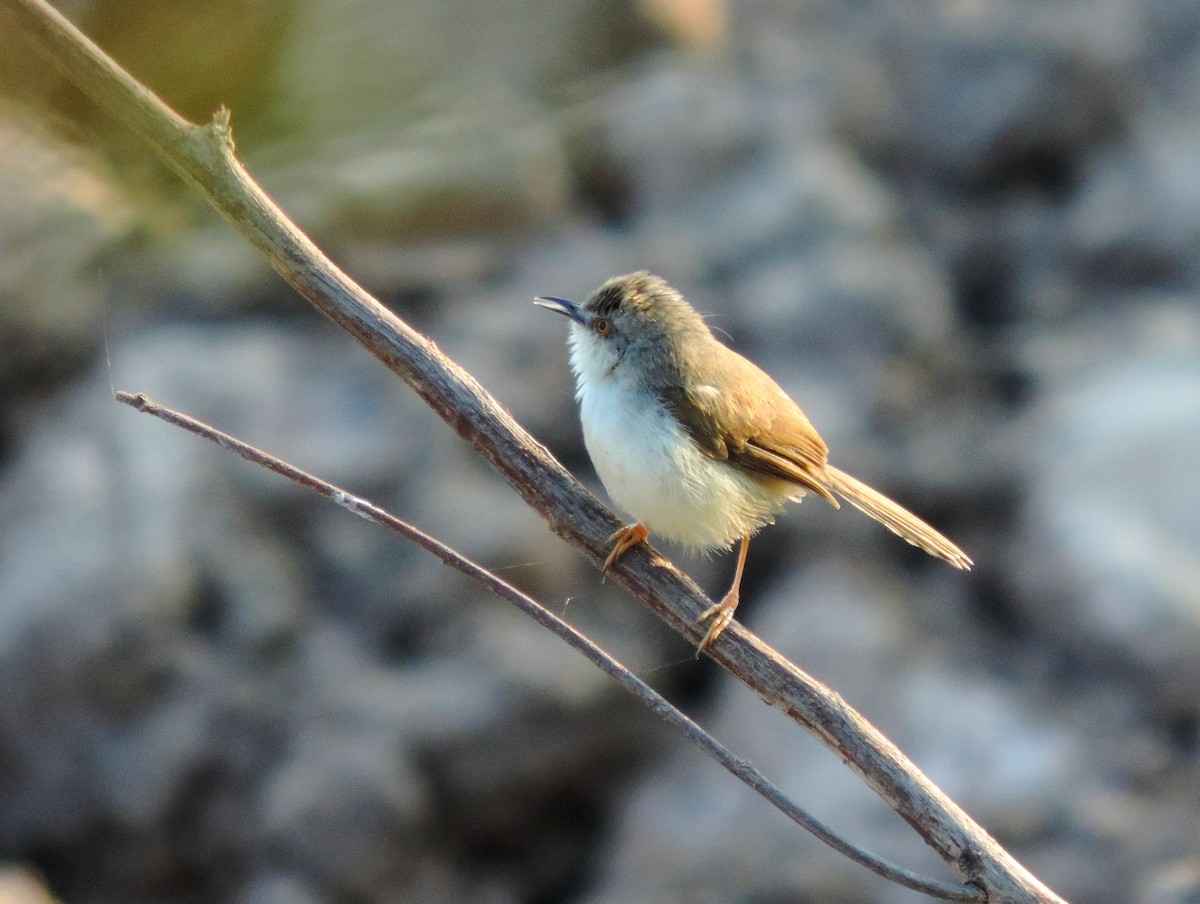 Rufescent Prinia - John Sandve