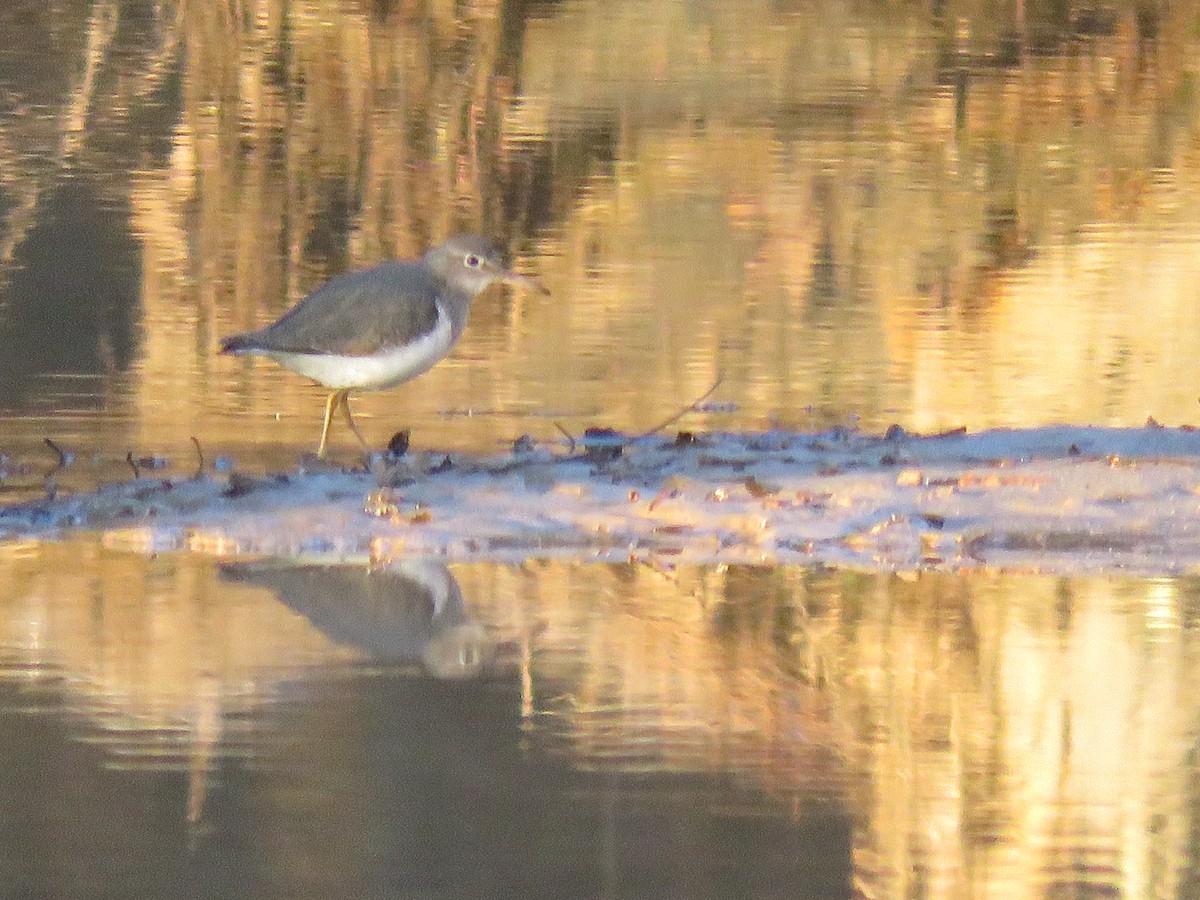 Spotted Sandpiper - ML130647961