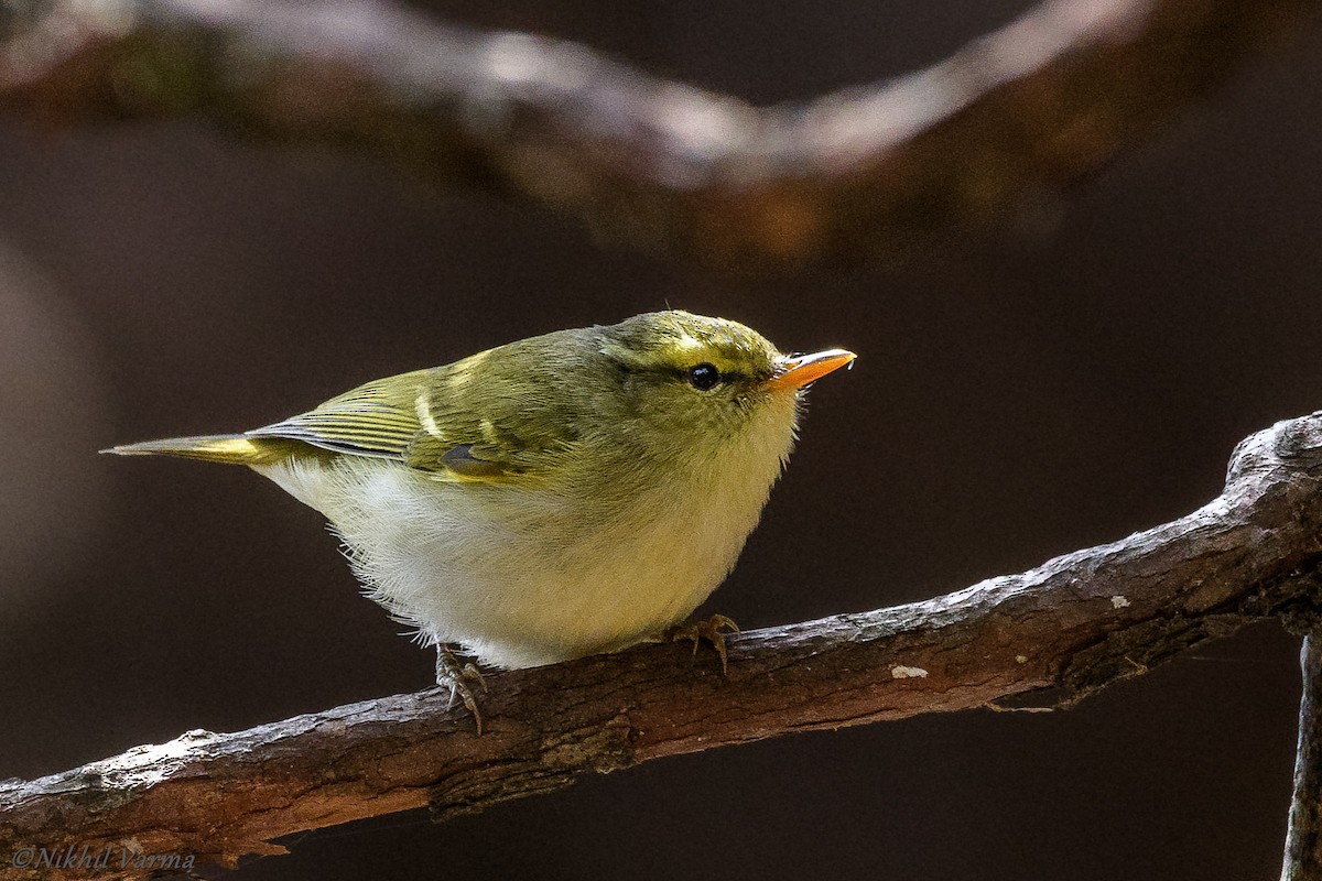 Blyth's Leaf Warbler - ML130648111