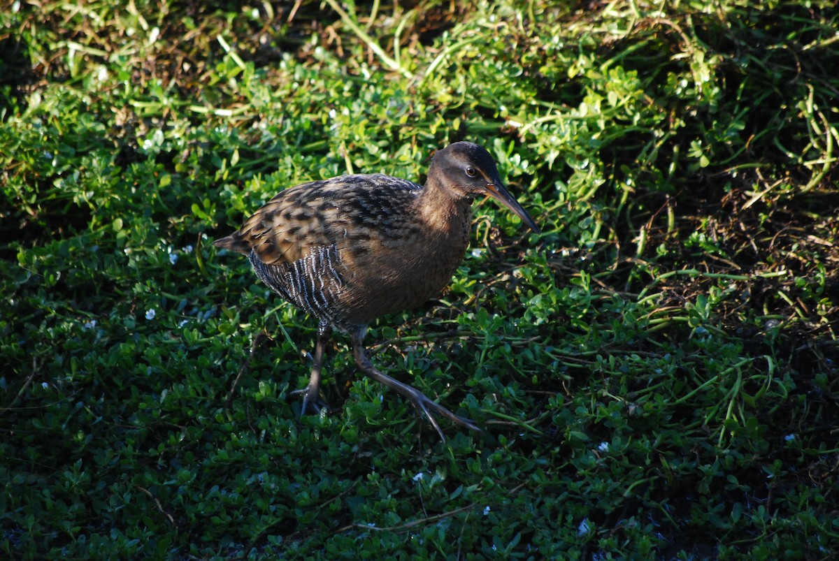 King Rail - ML130648511