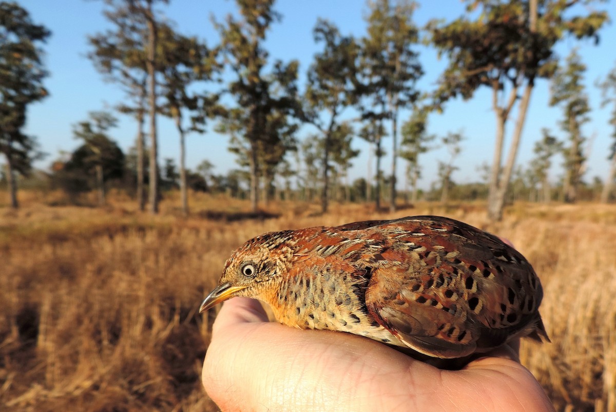 Yellow-legged Buttonquail - ML130649001