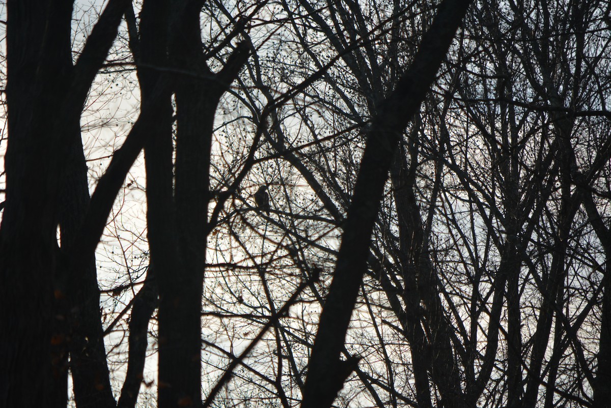 tanımsız Buteo sp. - ML130650201