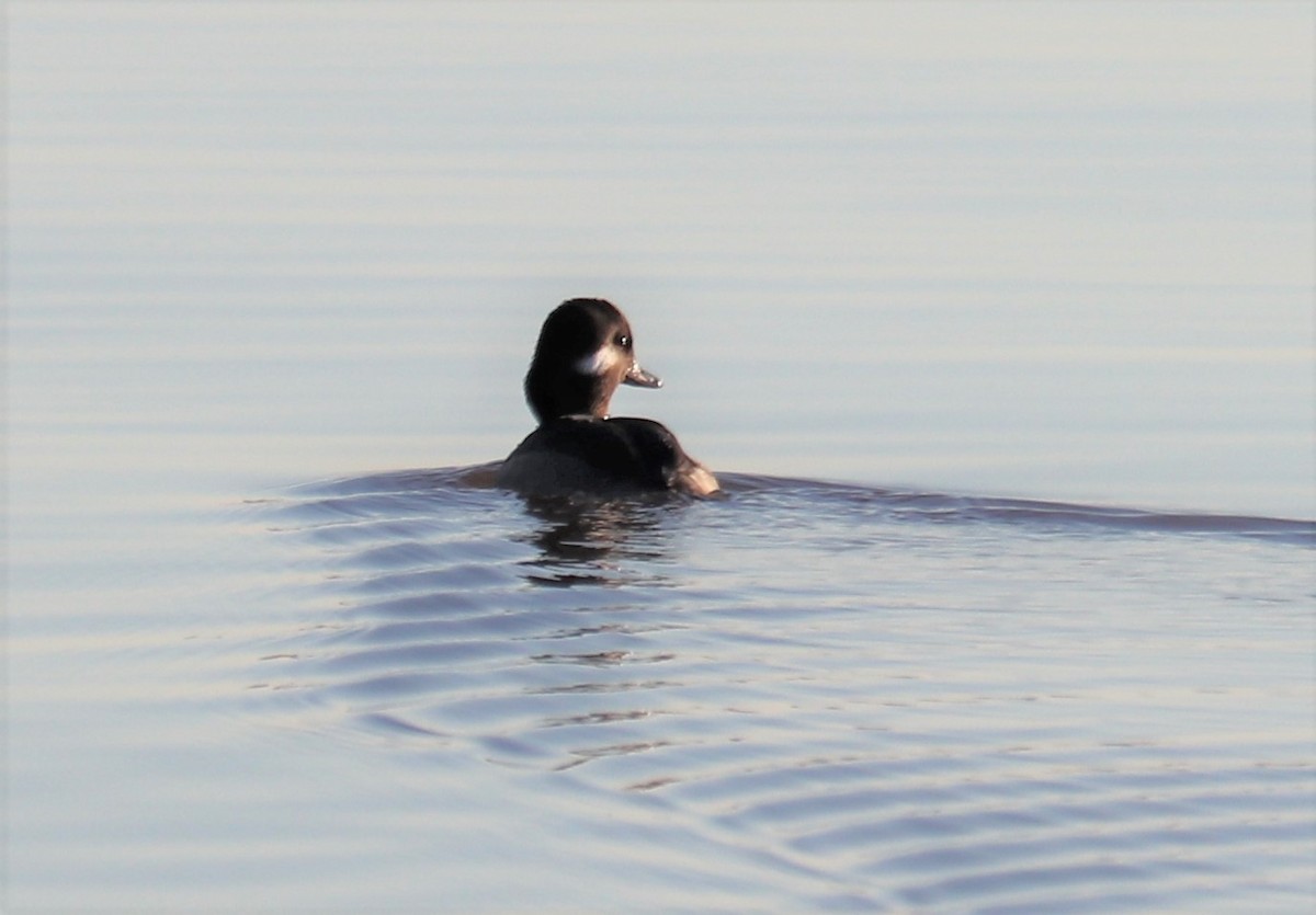 Bufflehead - Evan Pannkuk