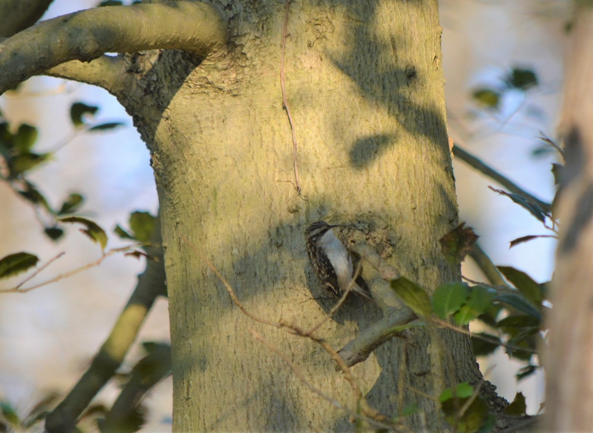 Brown Creeper - Sam Greene