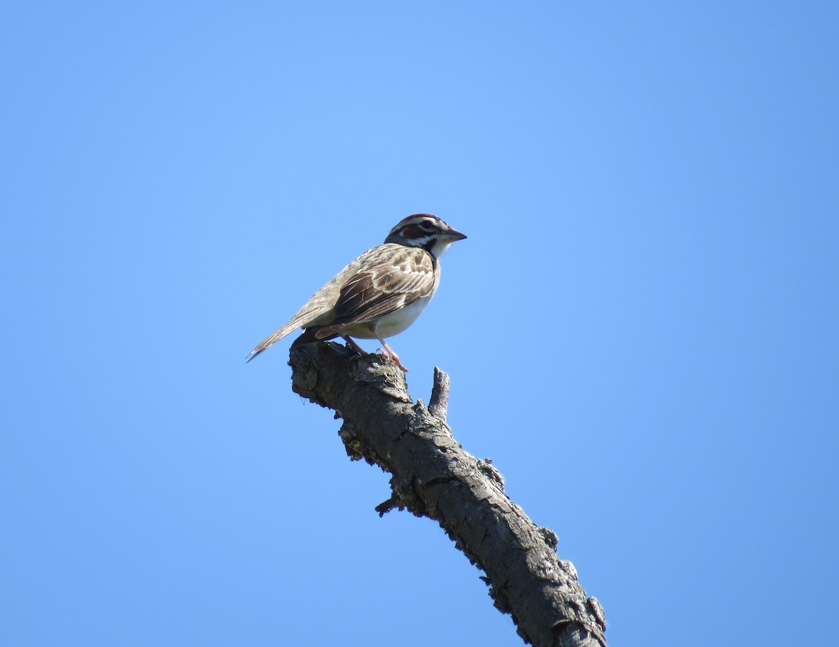 Lark Sparrow - ML130659981