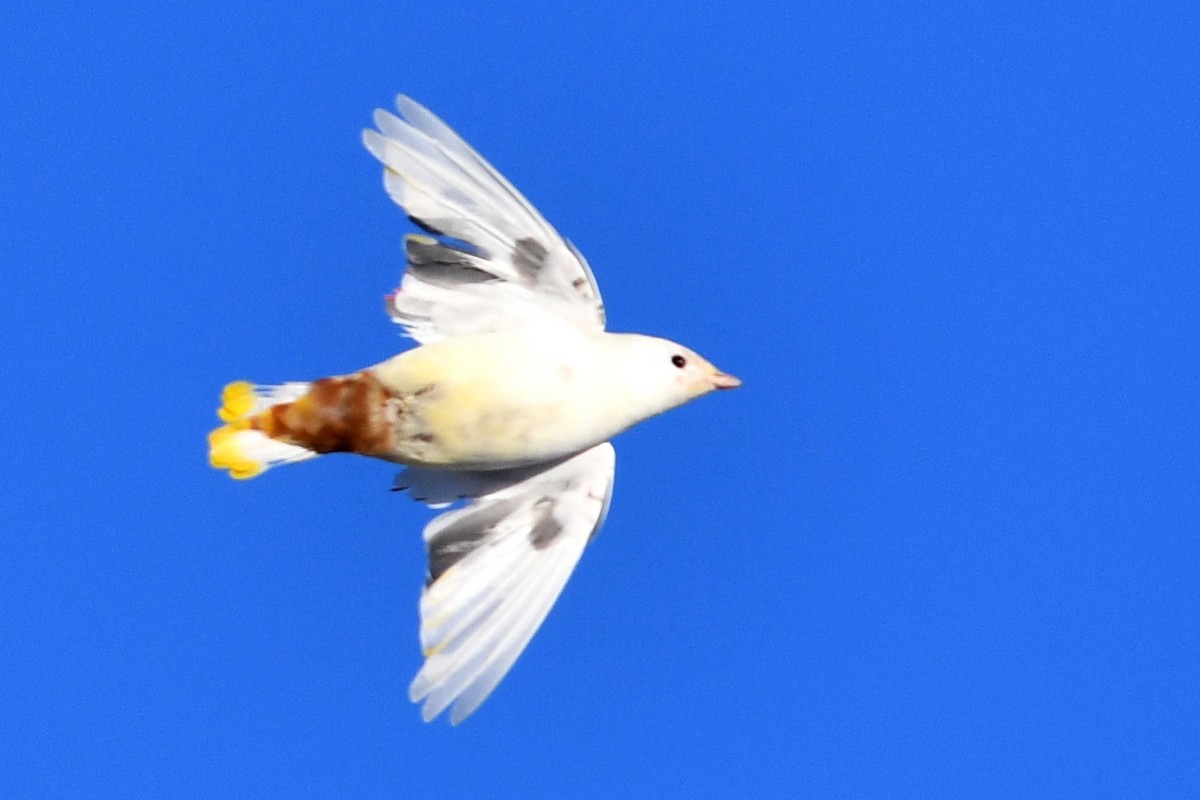 Bohemian Waxwing - ML130660591