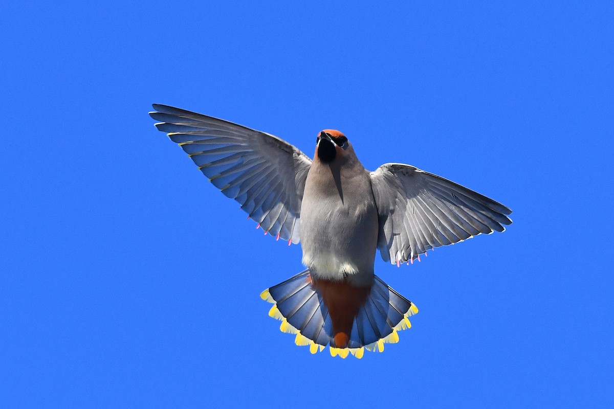 Bohemian Waxwing - David M. Bell