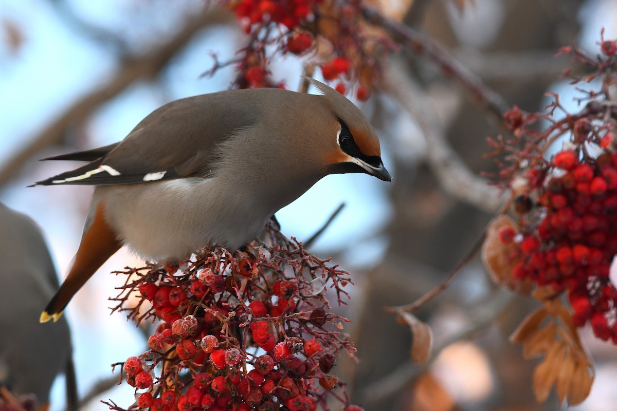 Bohemian Waxwing - ML130660731