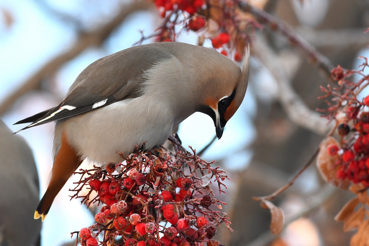 Bohemian Waxwing - David M. Bell