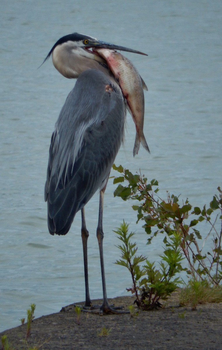 Great Blue Heron - ML130661041