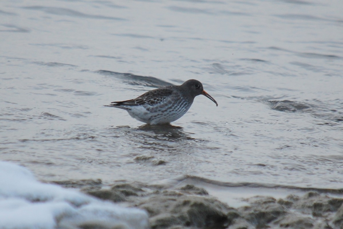 Purple Sandpiper - ML130661861