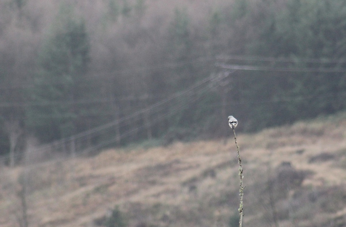 Northern Shrike - Jon. Anderson