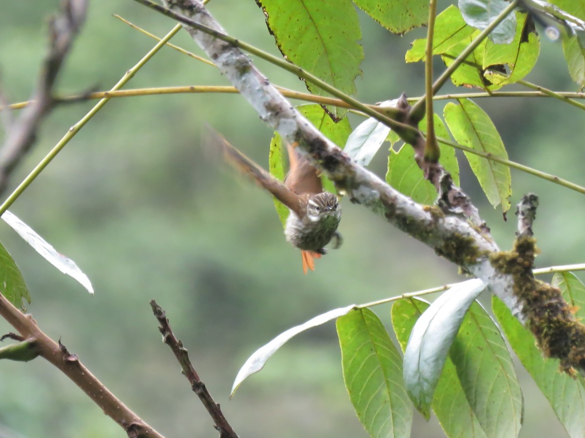 Streaked Xenops - ML130663351